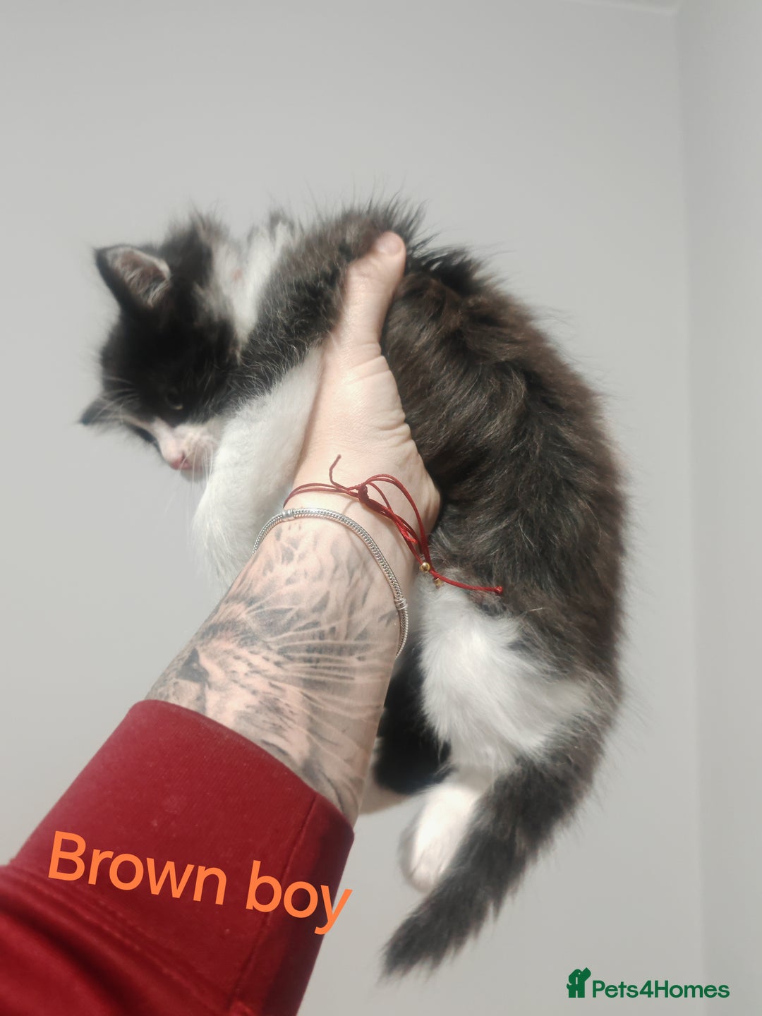Mixed Breed cats for sale: Beautyfull fluffy kittens ragcoon - tuxedo cross  - Image 9