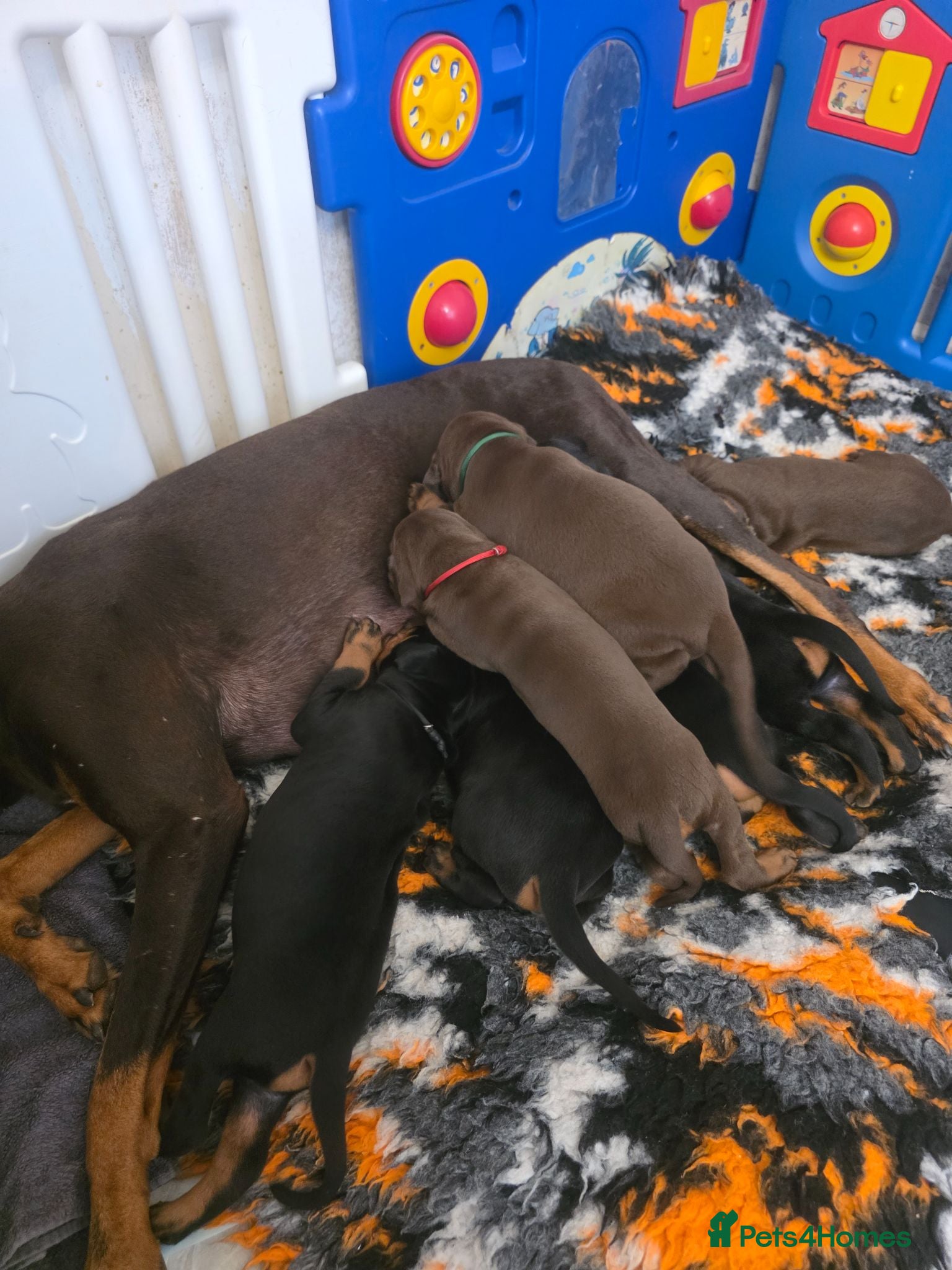 Dobermann dogs Pedigree Chunky Doberman Puppies - Advert 2
