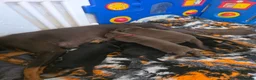 Dobermann dogs for sale: Pedigree Chunky Doberman Puppies - Advert 2