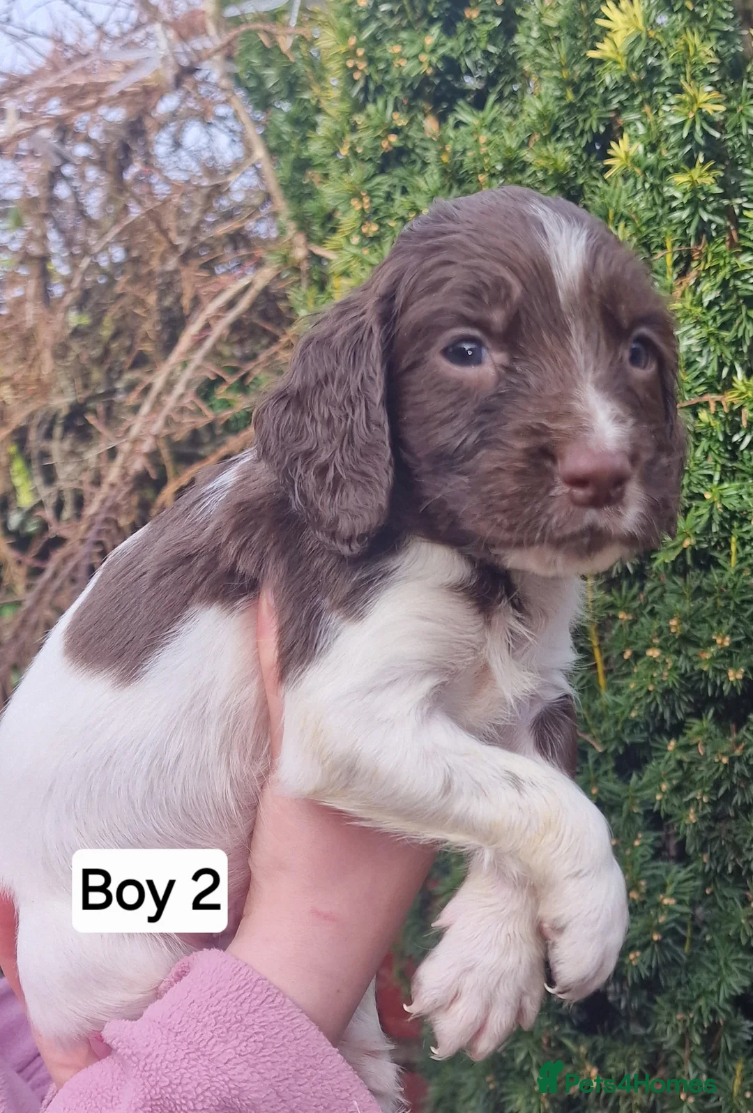 English Springer Spaniel dogs for sale: 8 pups for sale - Advert 18