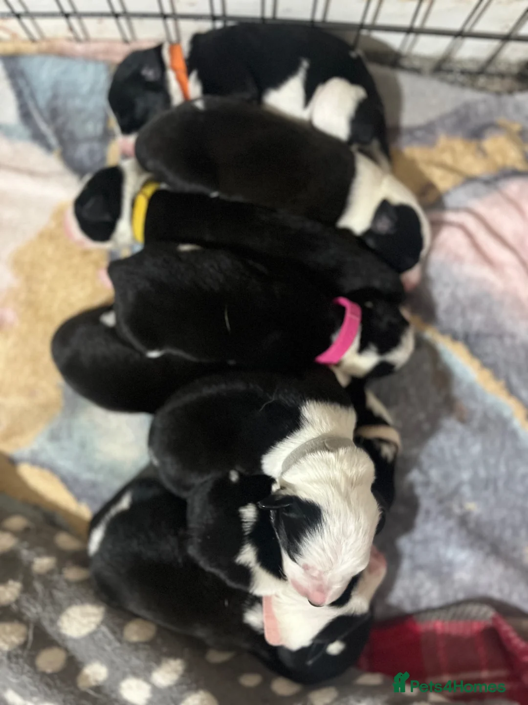 Mixed Breed dogs for sale: 🐾 Border Collie x Blue Heeler Puppies 🐾 in Crewe - Advert 2