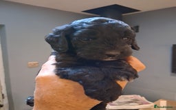 Sproodle dogs for sale: Adorable Sproodle Puppies  - Image 4