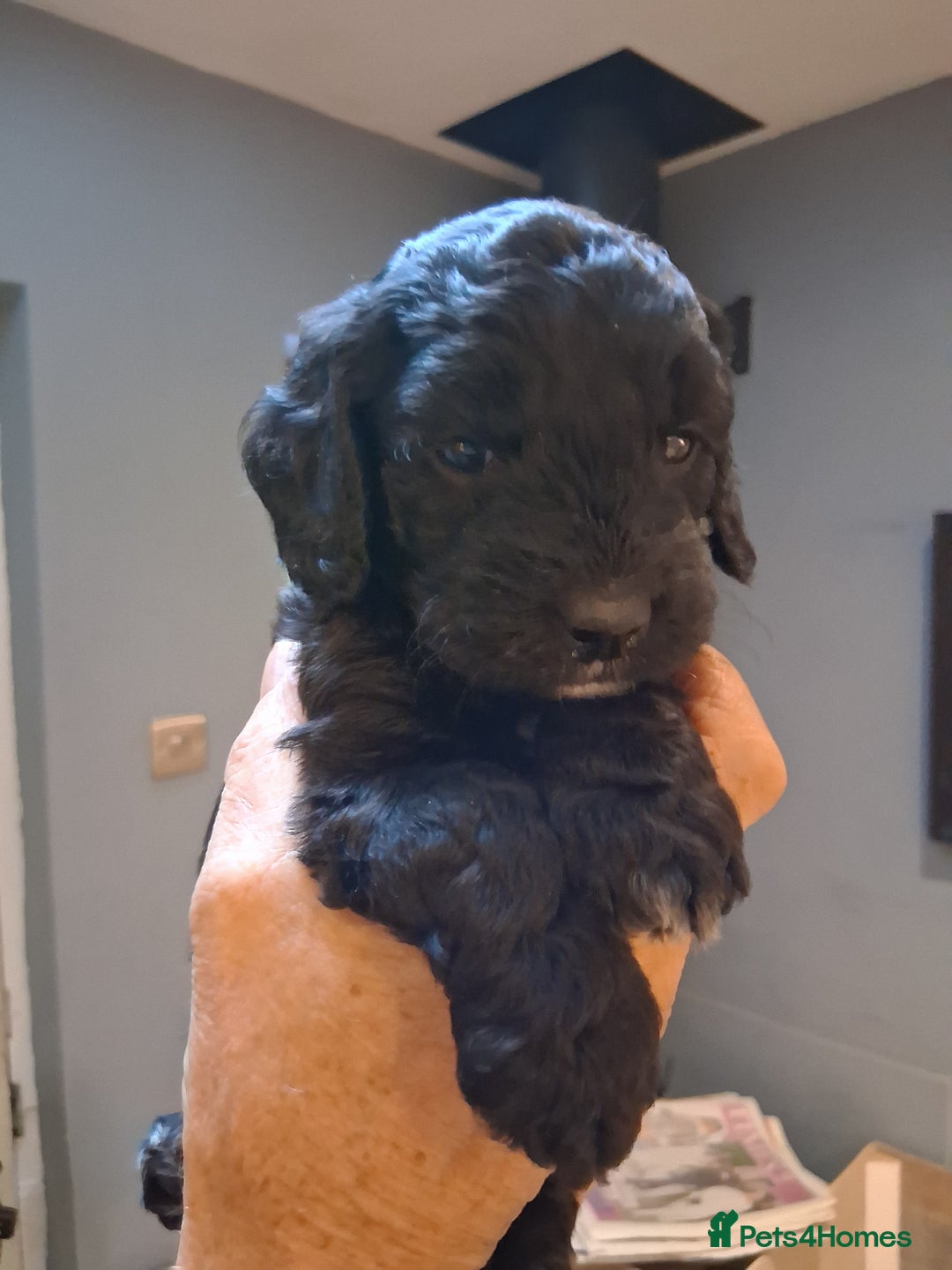 Sproodle dogs for sale: Adorable Sproodle Puppies  - Image 4