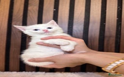 British Shorthair cats for sale: 🎃The Jack Frost Litter–Frost & Pumpkin Whiskers❄️ - Image 22