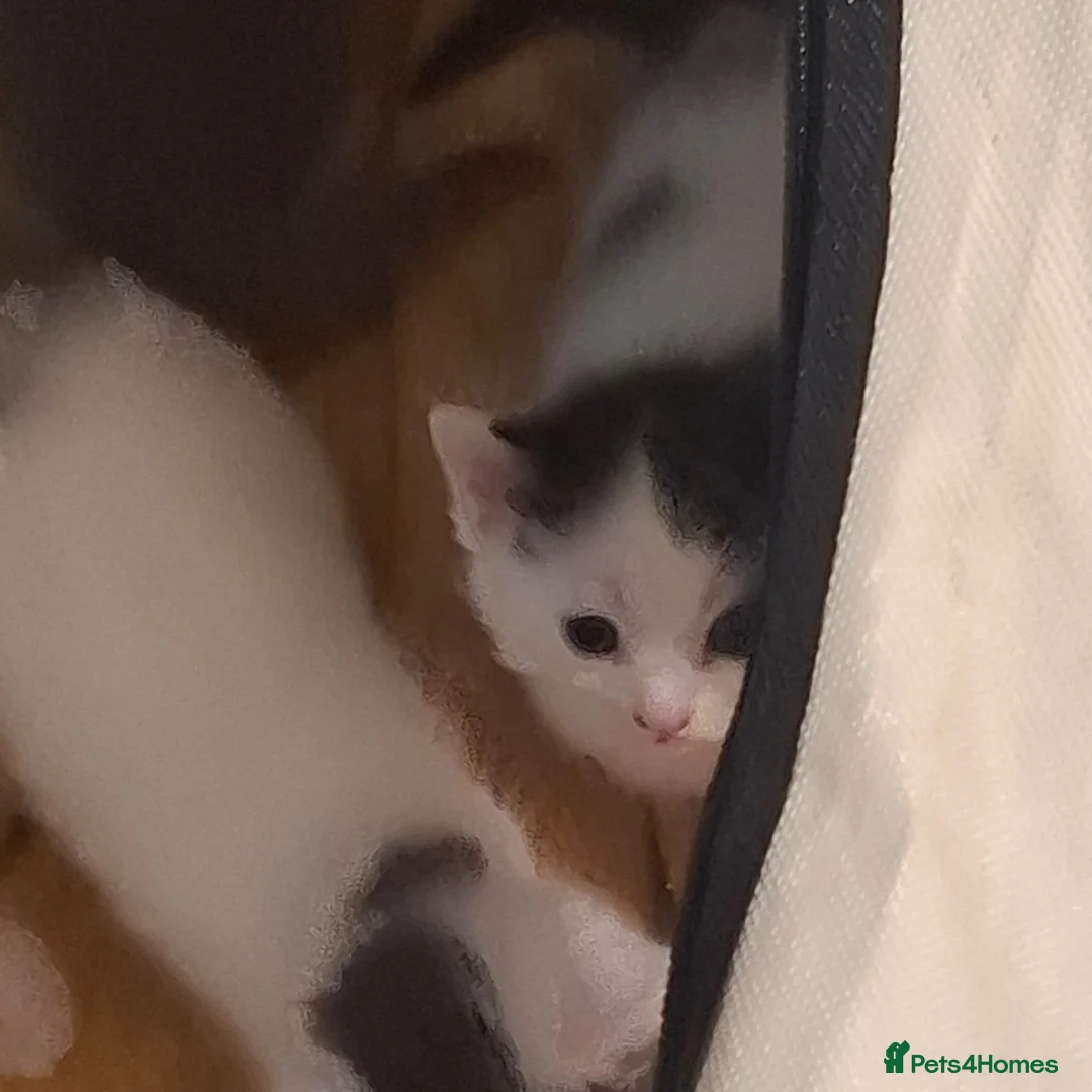 Domestic Shorthair cats for sale: Litter of kittens looking for their forever home - Advert 12