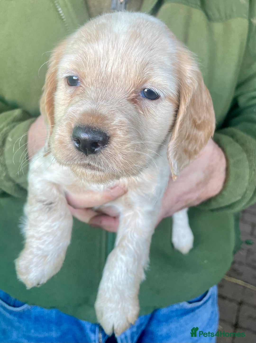 Cocker Spaniel dogs for sale: Beautiful cocker spaniel puppies - Advert 10