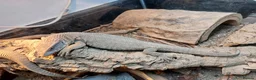 Monitor reptiles for sale: Bosc monitor pair in Rochford - Advert 2