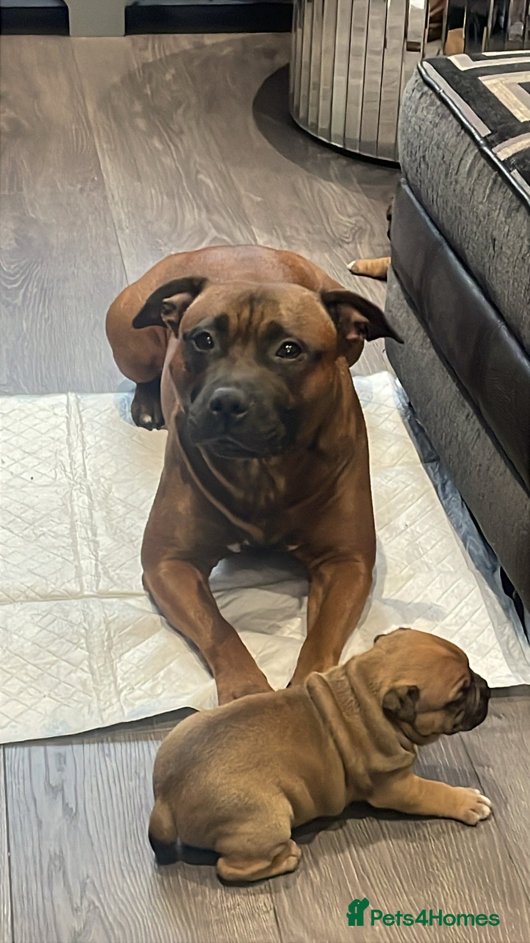 Staffordshire Bull Terrier dogs for sale: Beautiful chunky red staffys  - Advert 12
