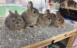 Netherland Dwarf rabbits for sale: 6 baby netherland dwarfs  - Image 3