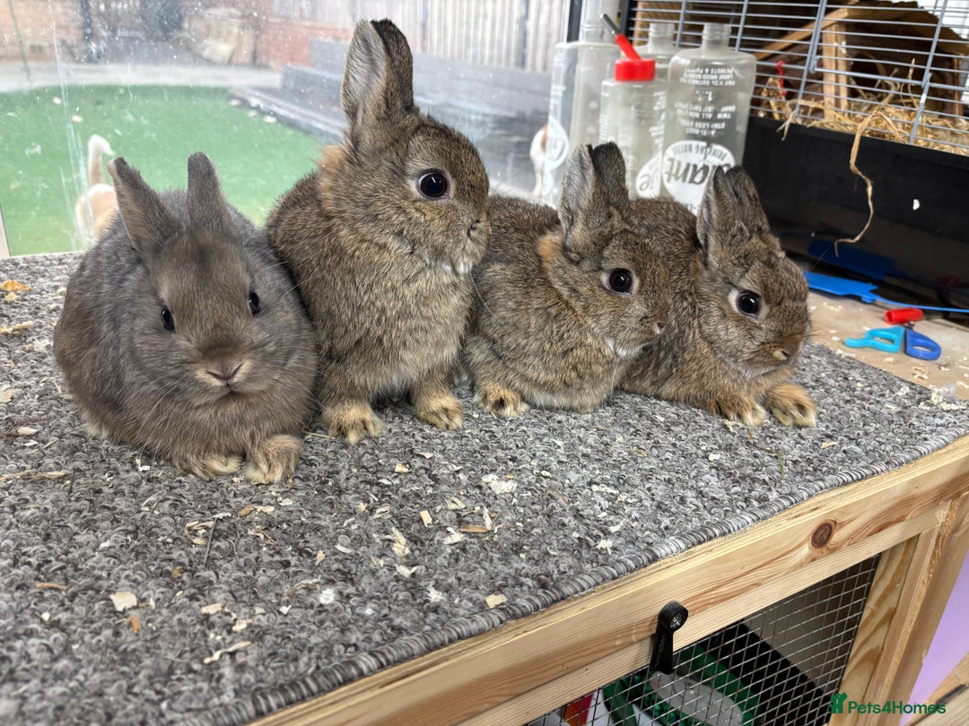 Netherland Dwarf rabbits for sale: 6 baby netherland dwarfs  - Image 3