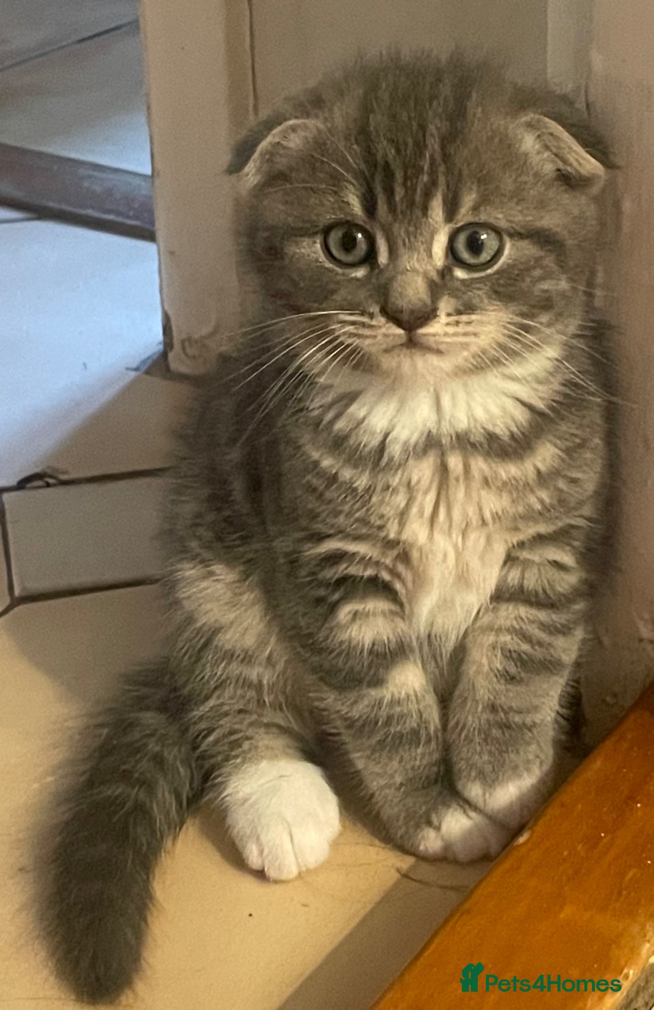 Scottish Fold cats 💙Scottish Fold boy💙 Ready soon!! - Advert 1