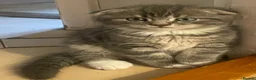 Scottish Fold cats for sale: 💙Scottish Fold boy💙 Ready soon!! - Advert 1