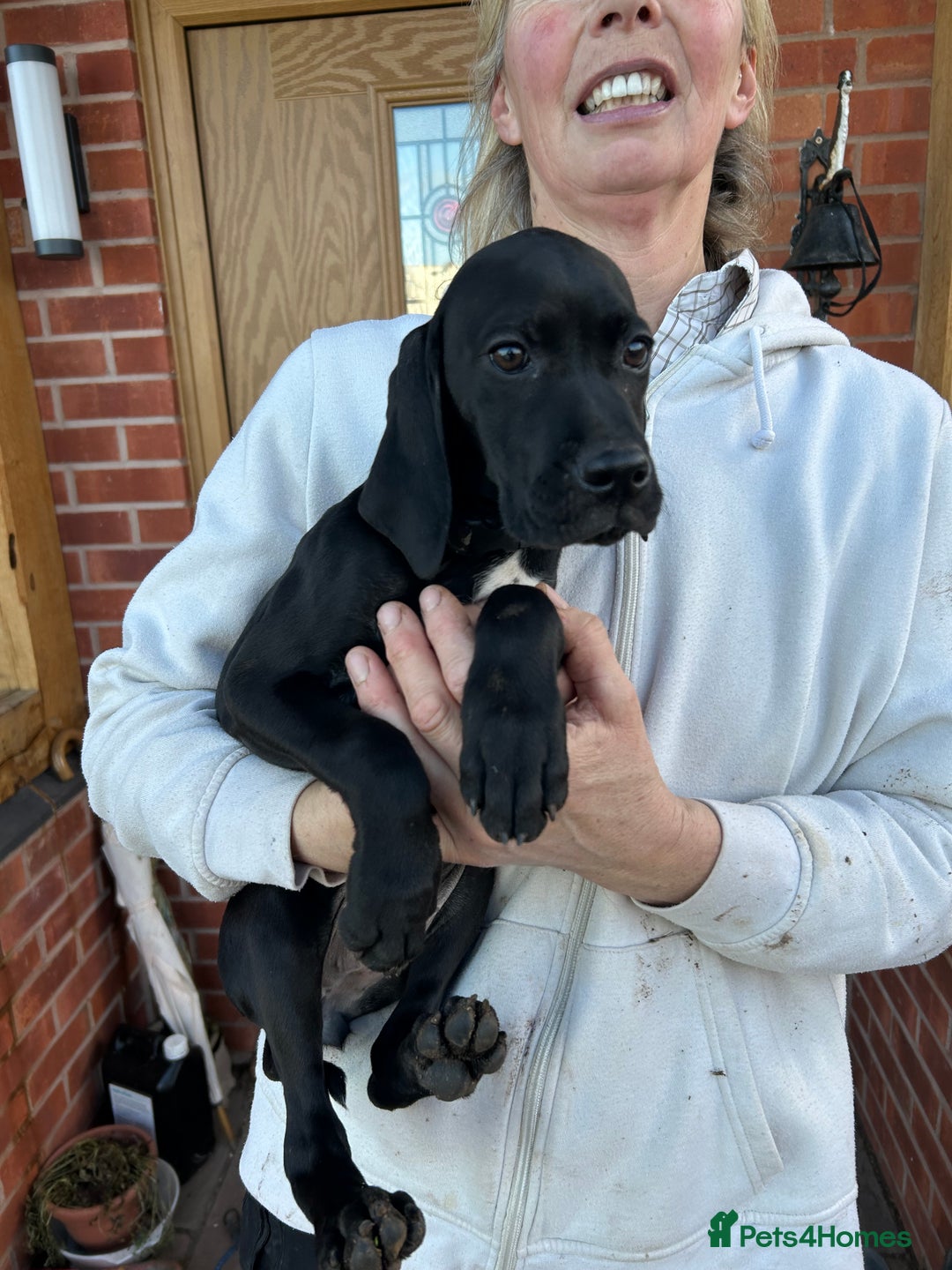 Pointer dogs for sale:  Black bitch available. - Advert 14