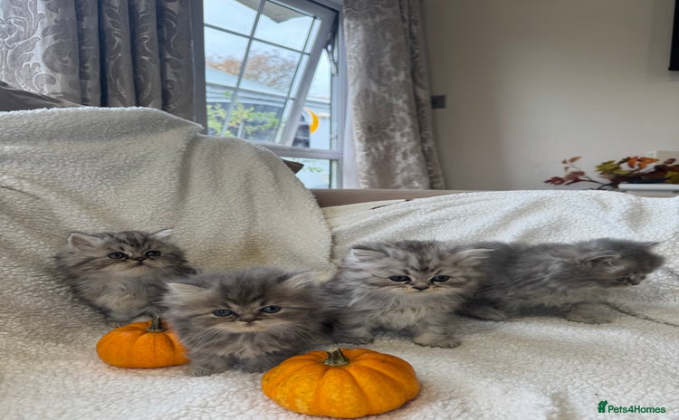 Persian cats - Advert 4