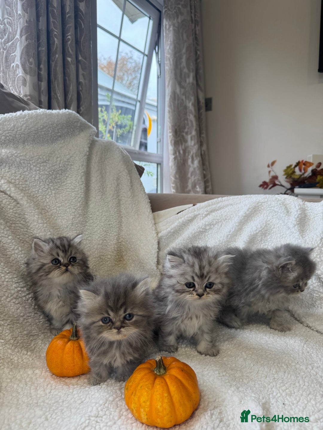 Persian cats for sale: Stunning chinchilla Persian kittens - Image 1