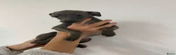 Italian Greyhound dogs for sale: Handsome Italian greyhound - Advert 3