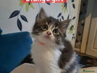 Mixed Breed cats 1 left‼️Beautiful maine coon mix kitten 💜 - Advert 14