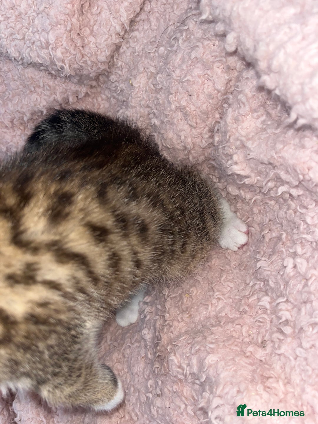 Mixed Breed cats for sale: Beautiful Half Bengal Boy Looking For His New home - Advert 10