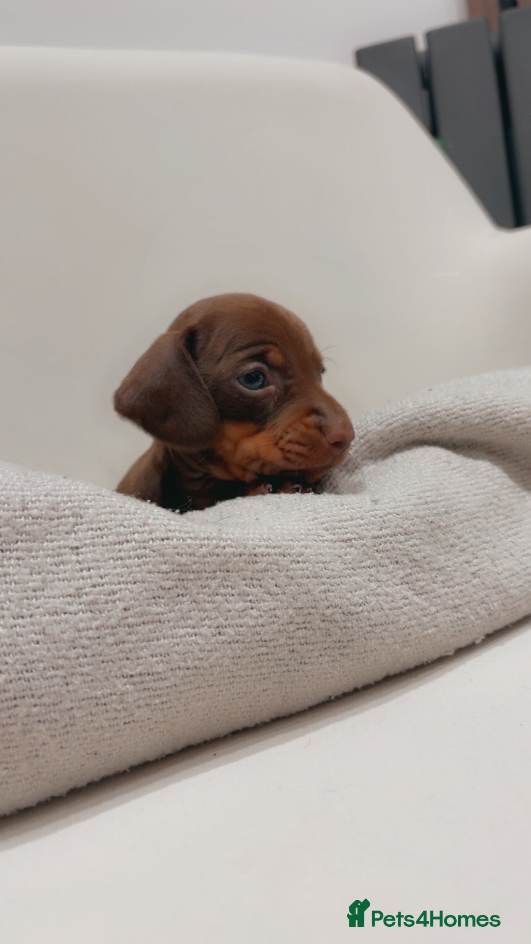 Dachshund dogs for sale: Sausage dog puppies  - Advert 13