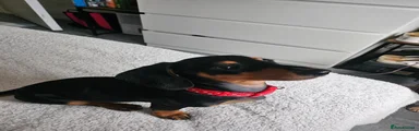 Dachshund 1