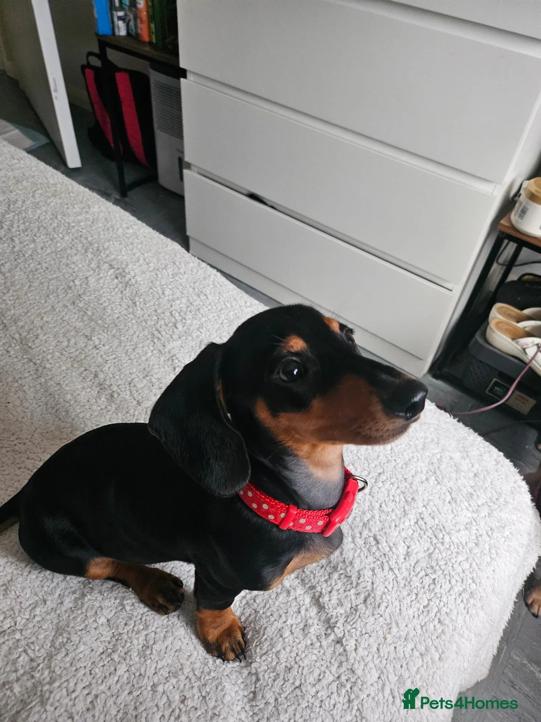 Dachshund dogs for sale: Minature dachshund £400 in Hailsham - Advert 7
