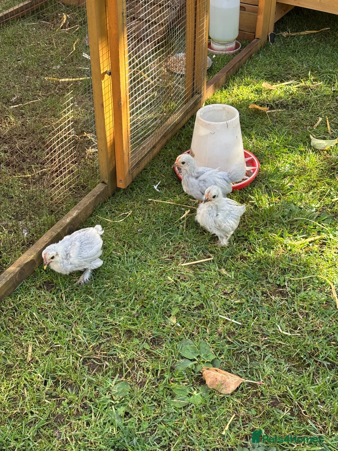 Chickens poultry for sale: Lavender Pekin Chicks - Advert 2