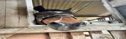 English Thoroughbred horses for sale: URGENT URGENT home needed 3 new forest Gelding - Advert 7