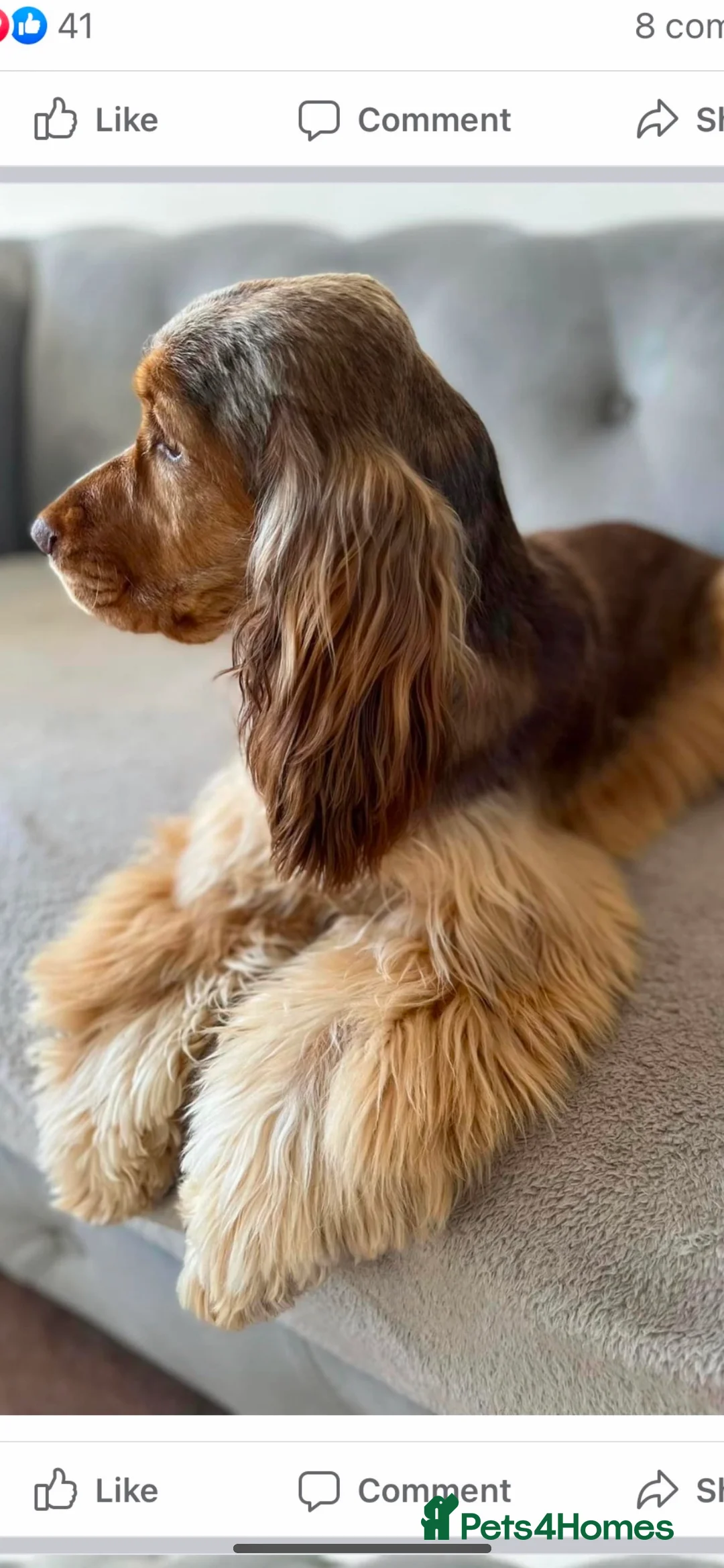 Cocker Spaniel dogs for stud: Extensively Health Tested Show Cocker Spaniel  in Leicester - Advert 4