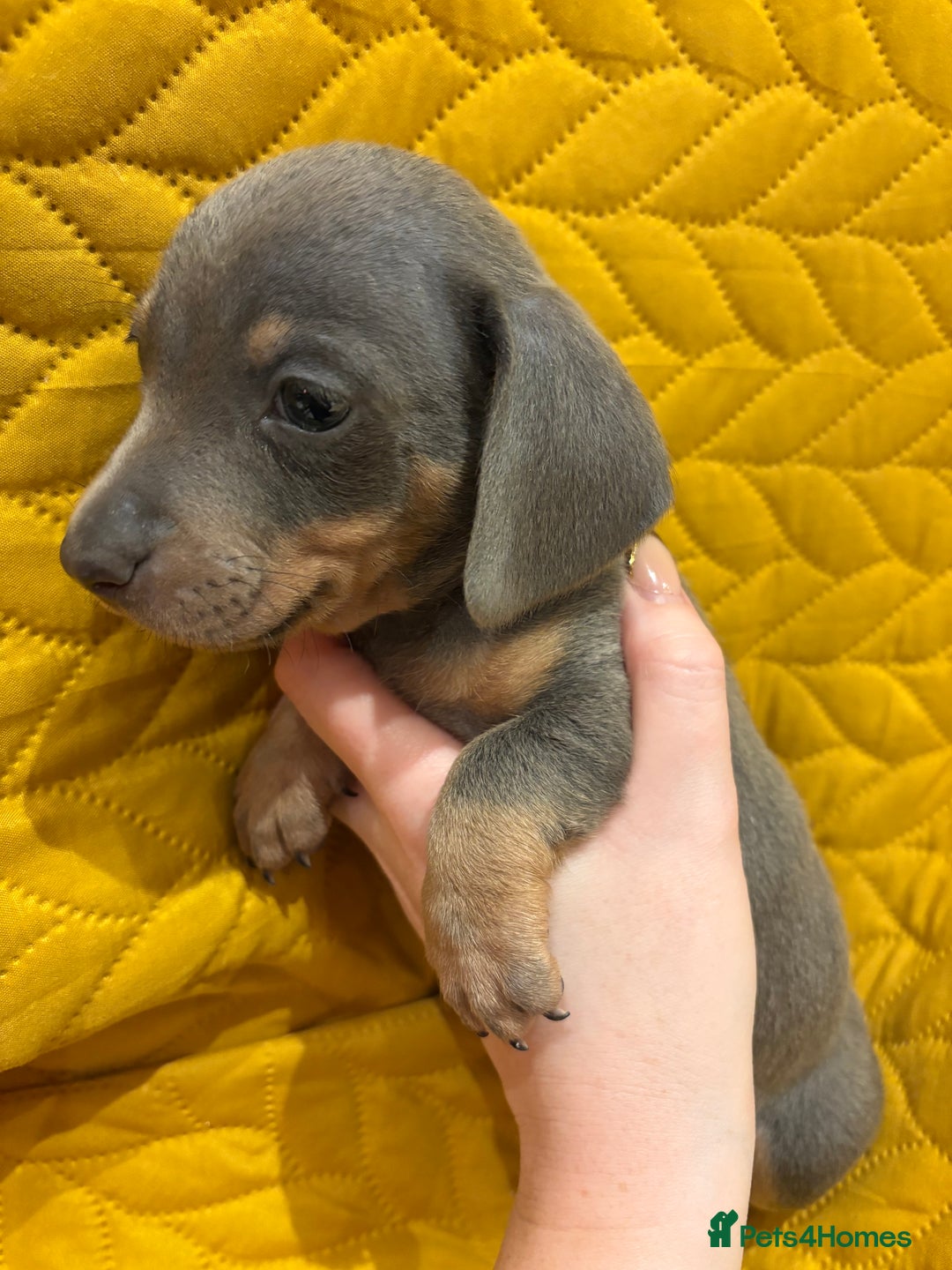 Miniature Dachshund dogs for sale: KC registered Miniature Dachshund Puppies - Advert 9