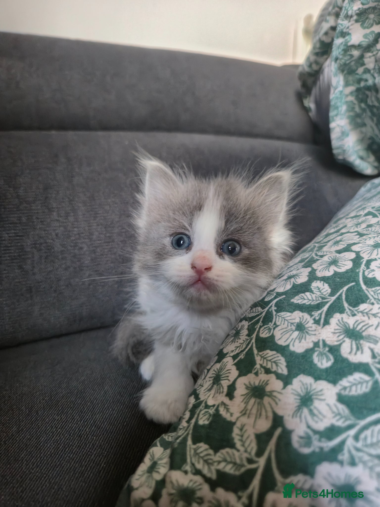 Mixed Breed cats Ragdoll x   (girl left)  - Advert 1