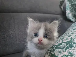 Mixed Breed cats Ragdoll x (girl left) - Advert 1