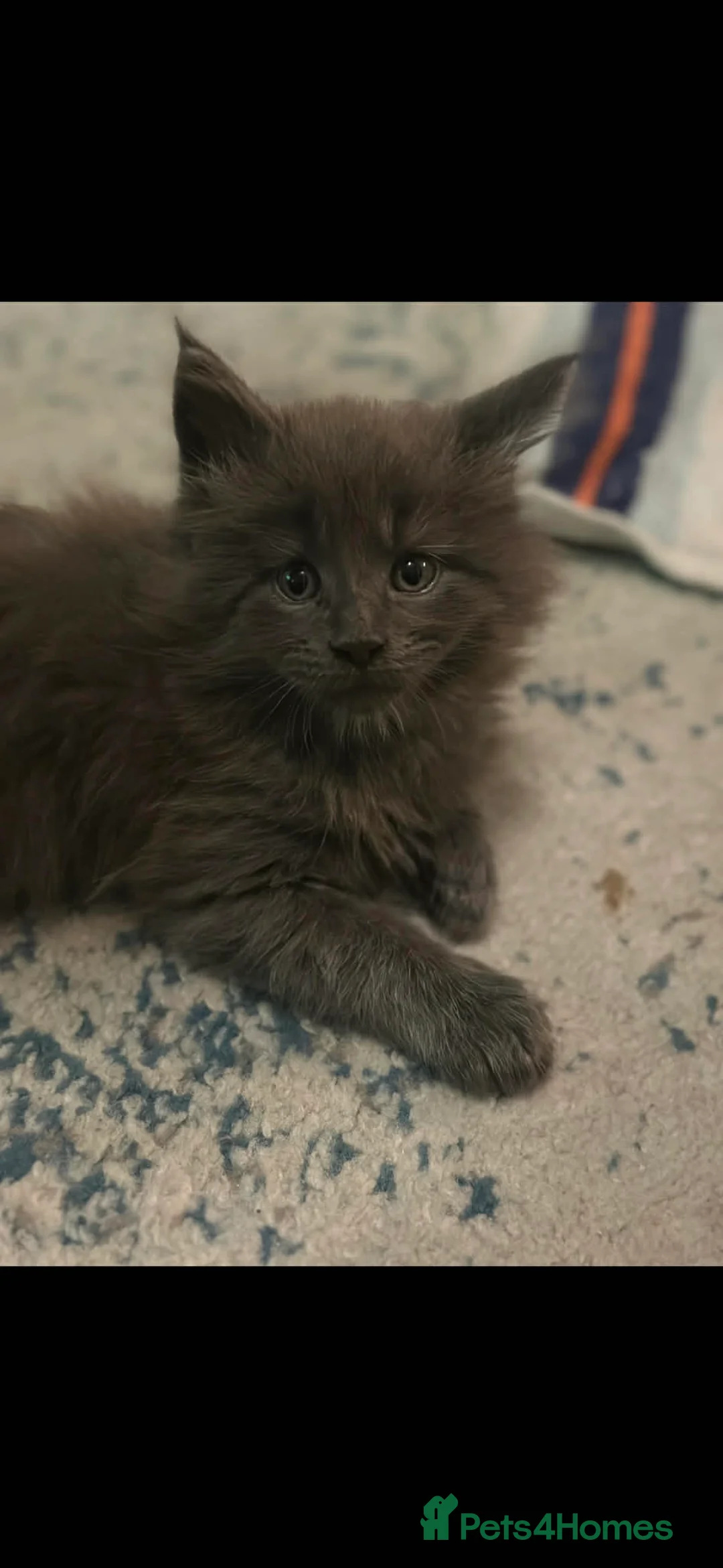 Maine Coon cats for sale: Maine Coon TICA registered✨ - Advert 6