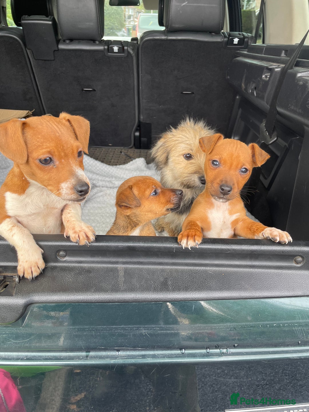 Mixed Breed dogs for sale: Jack Russell x Yorkshire terrier puppies  - Image 9