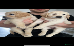 Goldador dogs for sale: Golden retriever X goldador  - Image 5