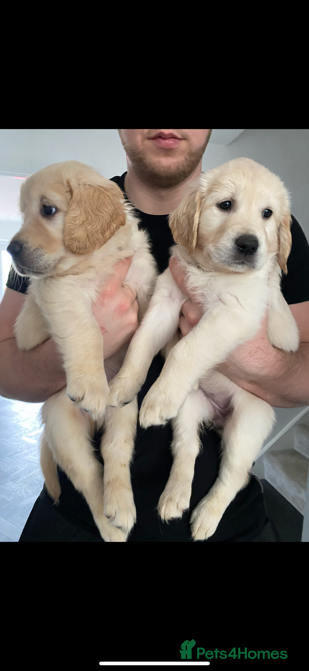 Goldador dogs for sale: Golden retriever X goldador  - Image 5