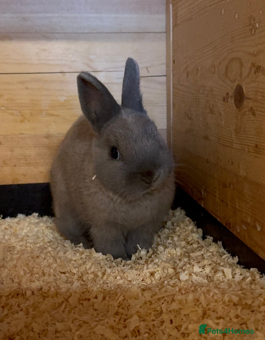 Netherland Dwarf rabbits for sale: Netherland Dwarf Baby Doe - Image 6