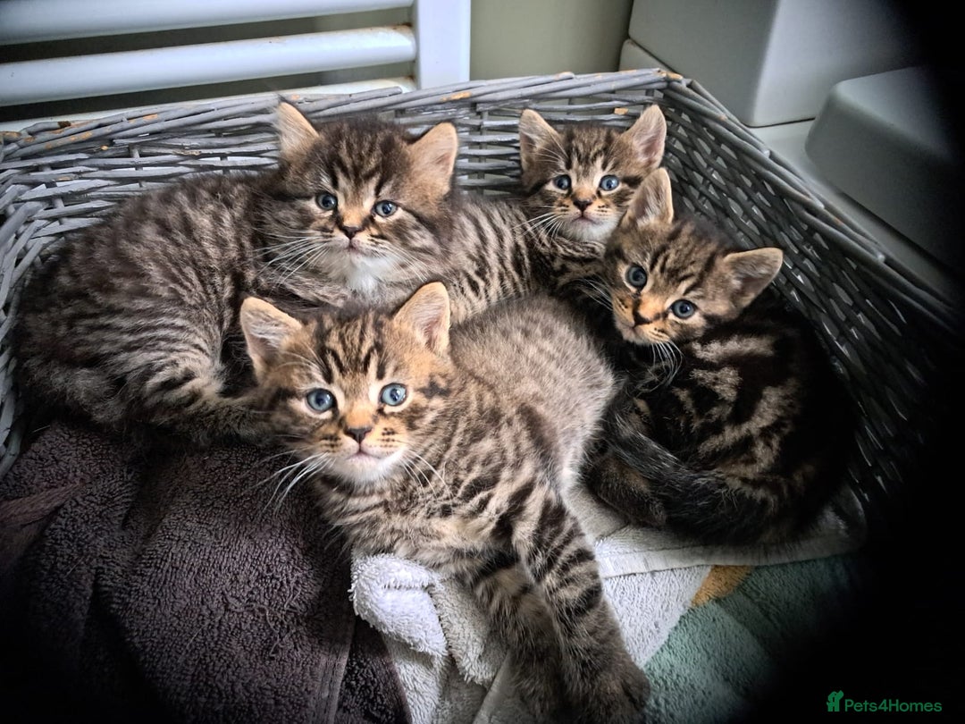 Persian cats for sale: These are 1/4 Perisan kittens  - Image 1