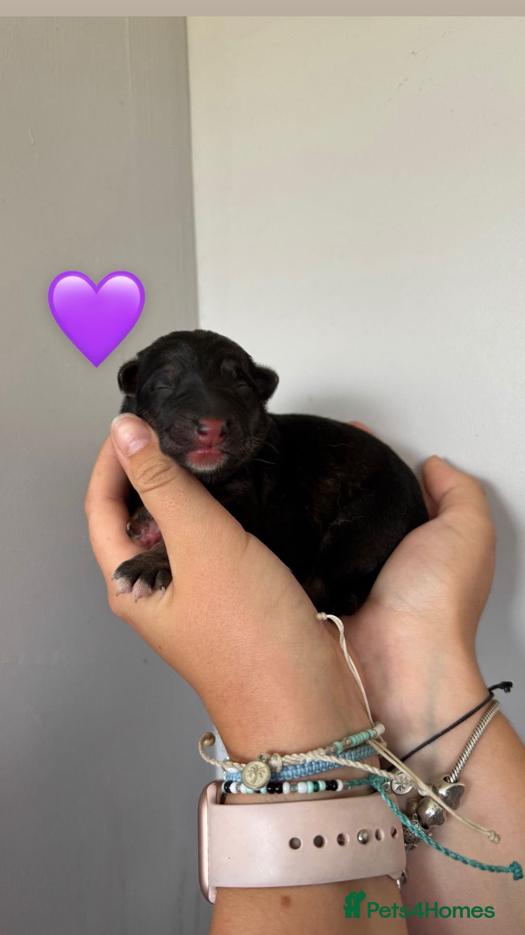 German Shepherd dogs for sale: Stunning German Shepherd/Utonagan Puppies  - Image 10