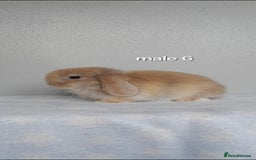 Mini Lop rabbits for sale: Stunning pure breed mini lops - Image 17