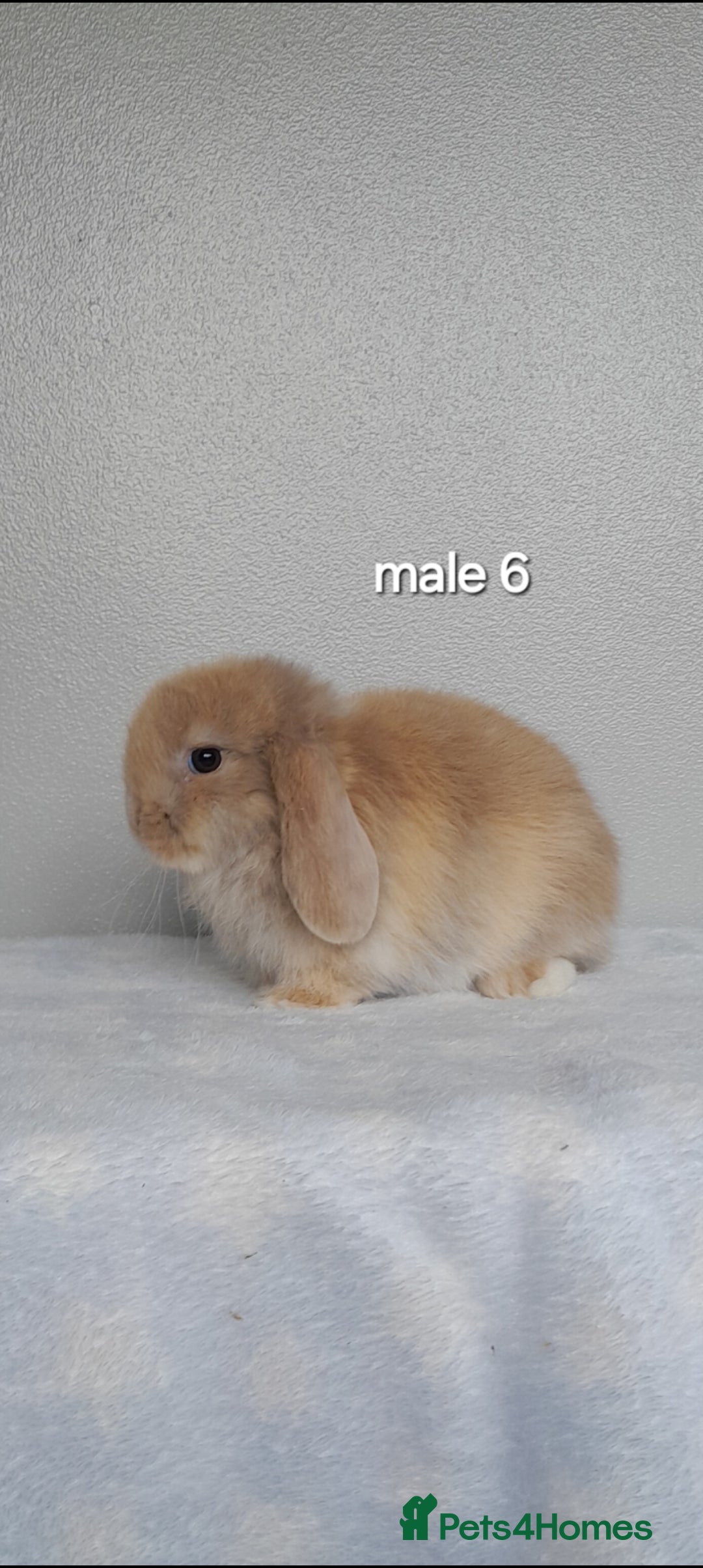 Mini Lop rabbits for sale: Stunning pure breed mini lops - Image 17