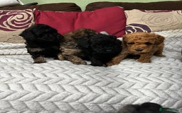 Toy Poodle dogs for sale: Beautiful Toy Poodle Puppies - Image 14