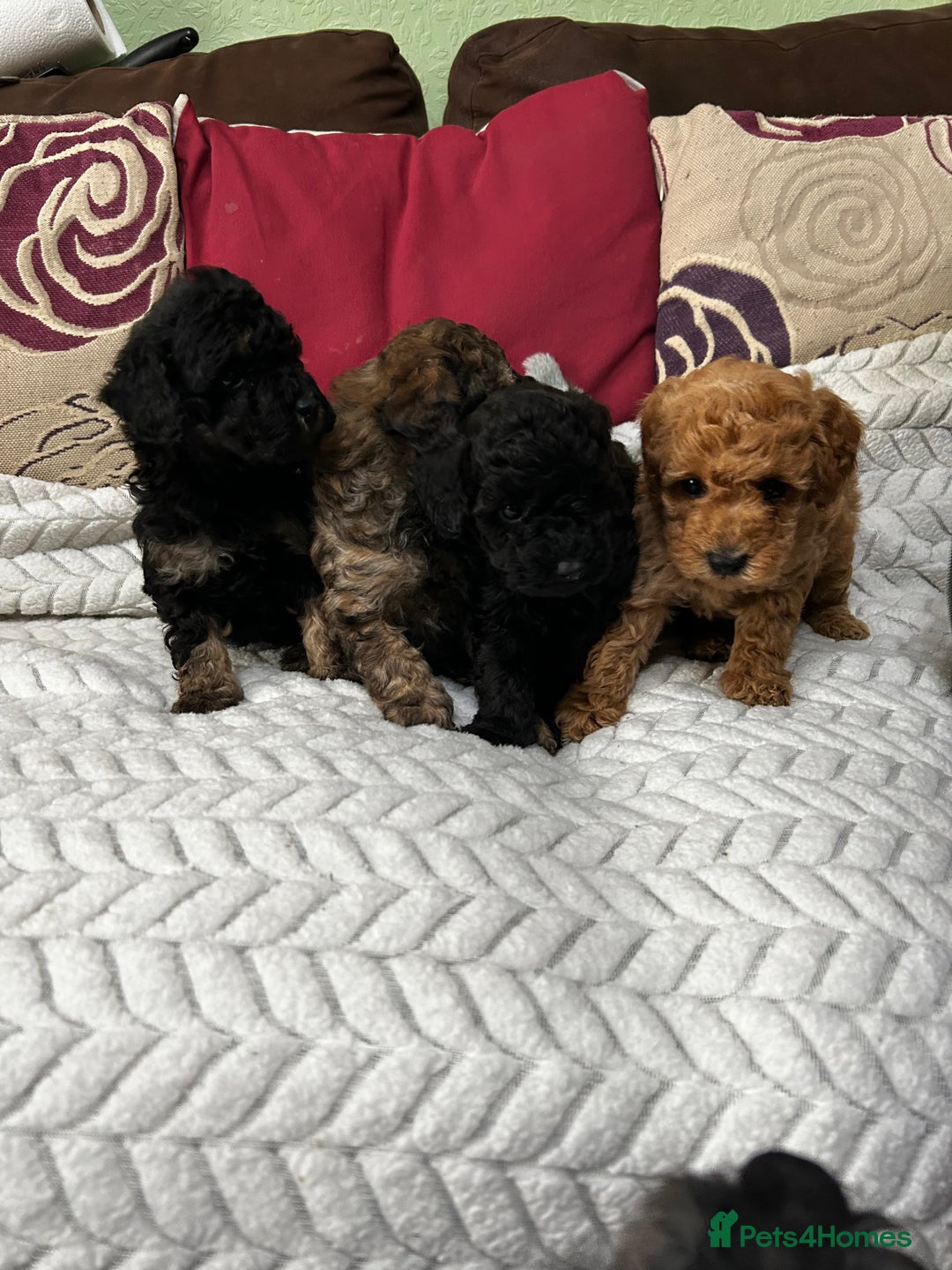 Toy Poodle dogs for sale: Beautiful Toy Poodle Puppies - Image 14