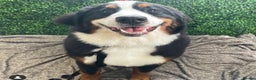 Bernese Mountain Dog dogs for sale: Family pets looking for forever home  - Advert 4