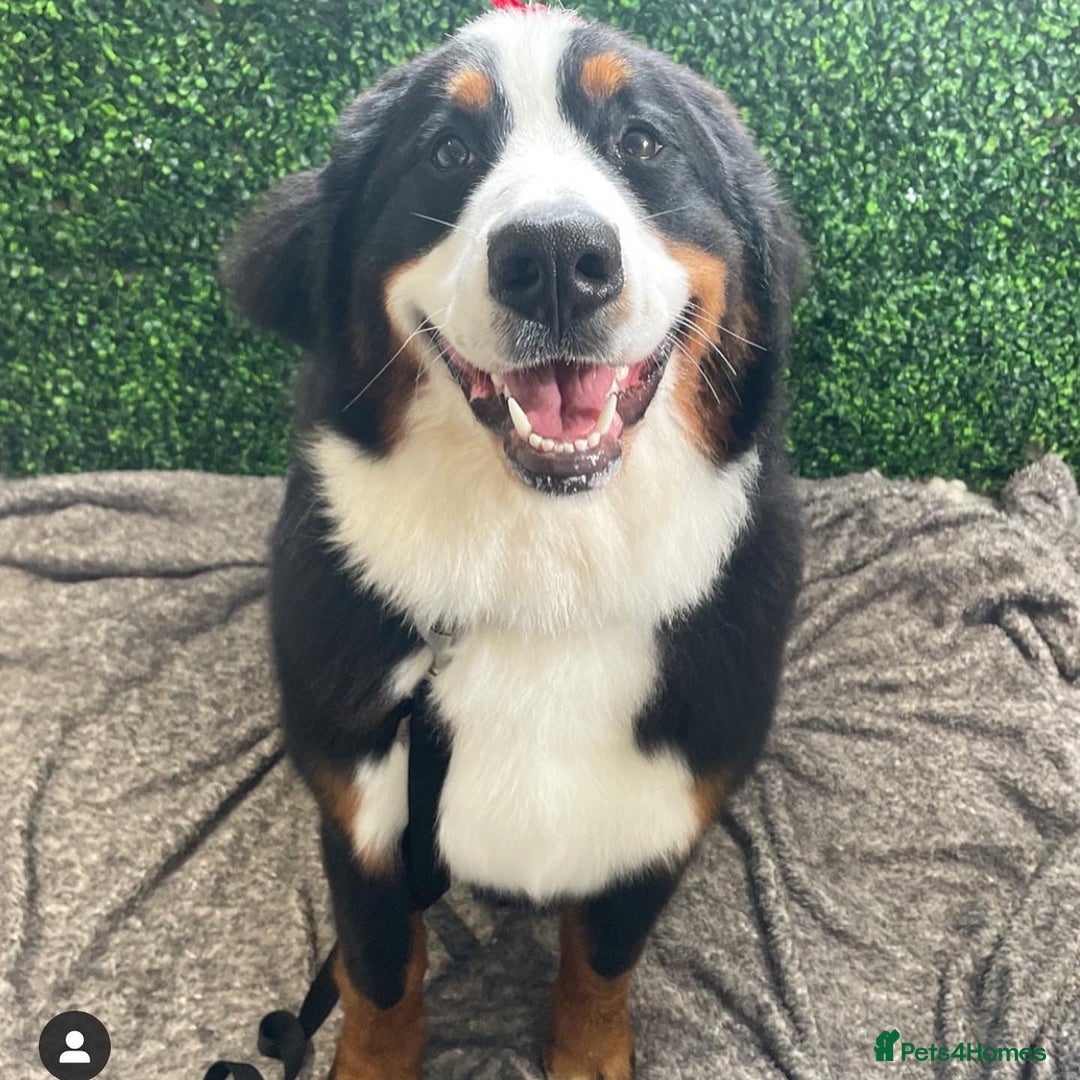 Bernese Mountain Dog dogs for sale: Family pets looking for forever home  - Advert 4