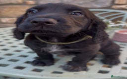 Cocker Spaniel dogs for sale: FTW Sired KC Reg Working Cocker Spaniel Puppies in Stocksfield - Image 19