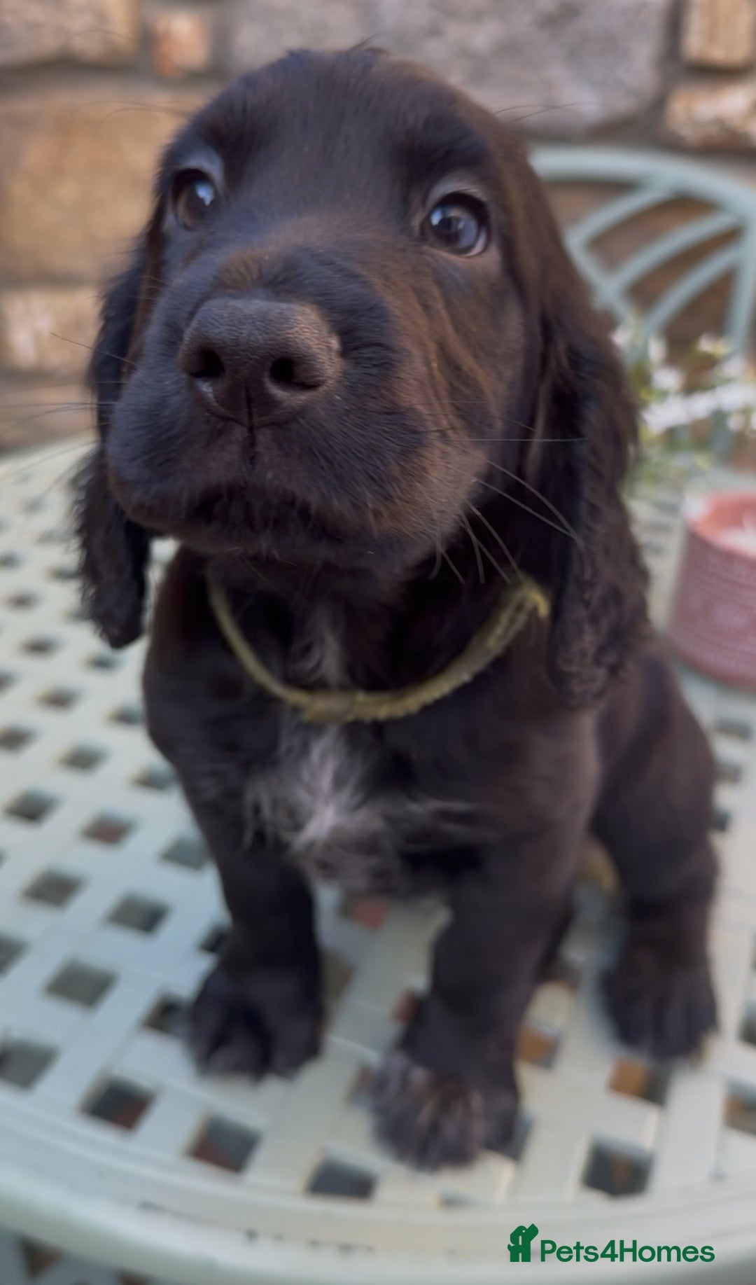 Cocker Spaniel dogs for sale: FTW Sired KC Reg Working Cocker Spaniel Puppies in Stocksfield - Image 19