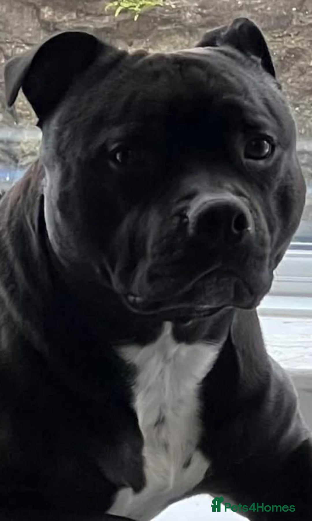 Staffordshire Bull Terrier dogs for stud: Staffordshire Bull Terrier  - Image 9