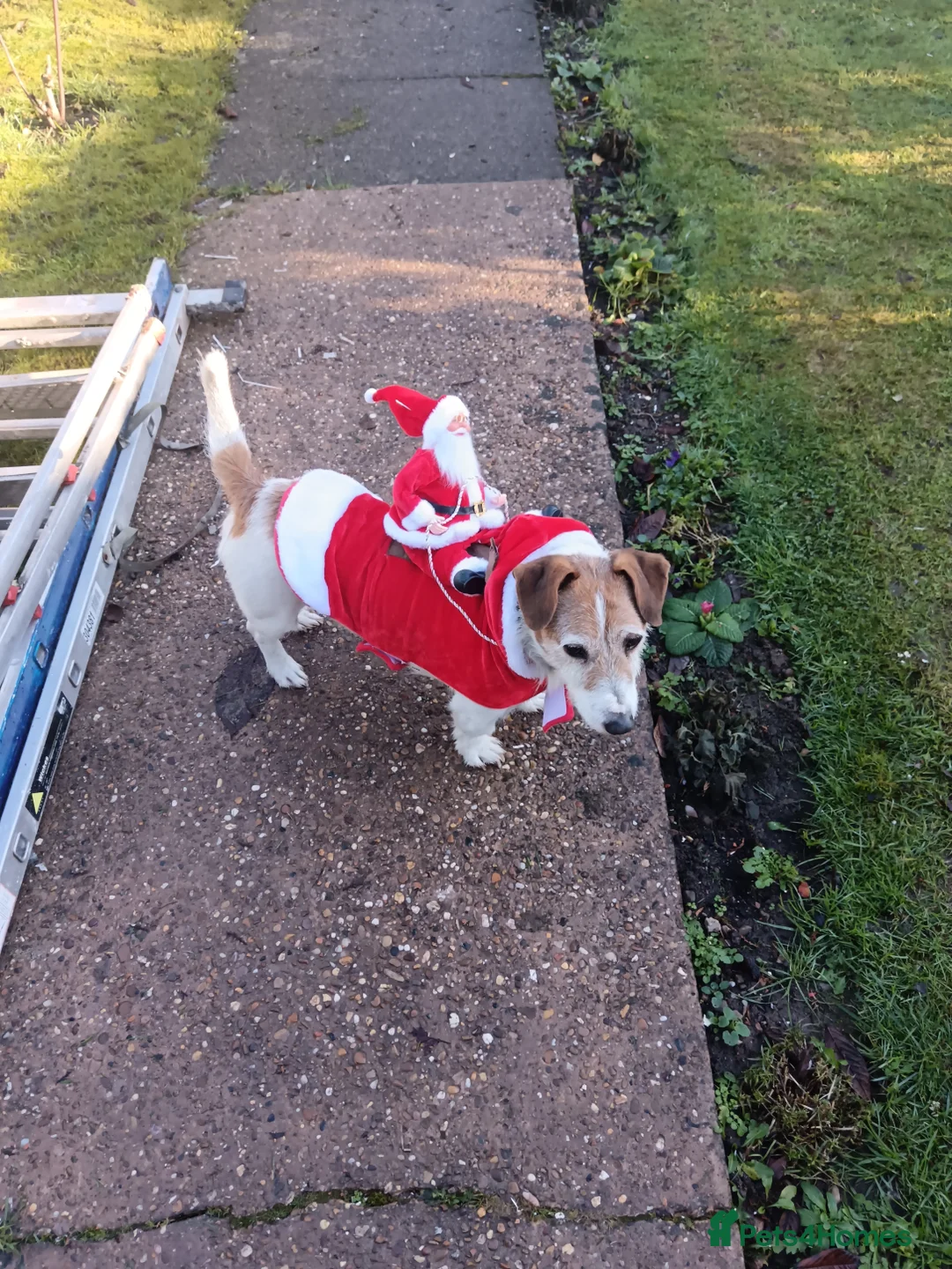 Jack Russell dogs for sale: Jack Russell for rehomeing  - Advert 1