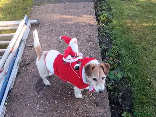 Jack Russell dogs Jack Russell for rehomeing - Advert 10