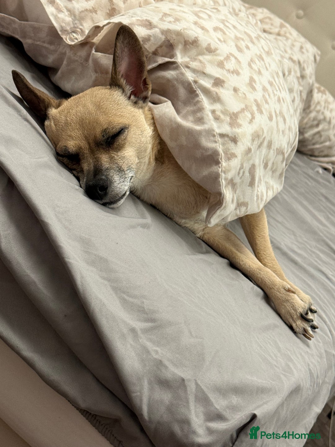 Mixed Breed dogs for sale: Ivy to be rehomed  - Image 6